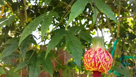 Abutilon Tiger Eye