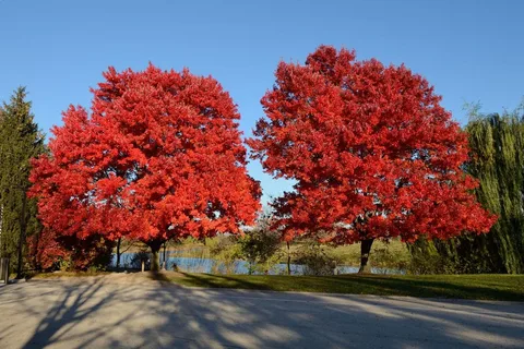 Acer Red Sunset Maple Tree