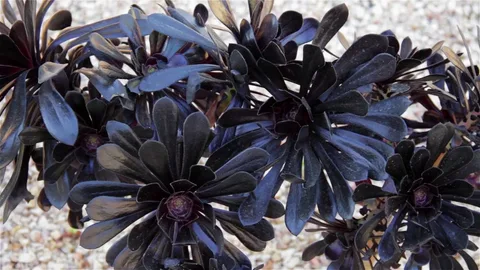 Aeonium Black Rose 2 Inch