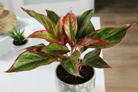 Aglaonema