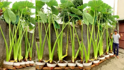 Alocasia Odora Variegata