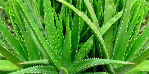 Aloe Hybrid Plant