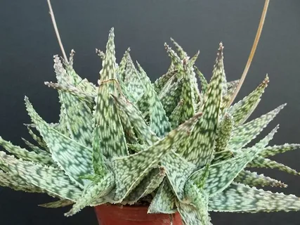 Aloe Hybrid Plant