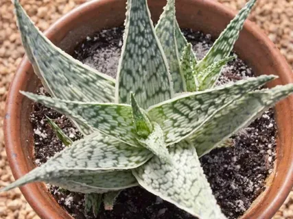 Aloe Hybrid Plant