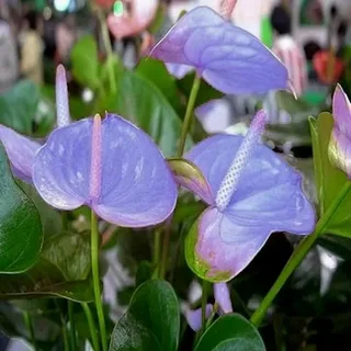 Anthurium Pendens