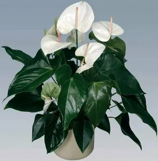 Anthurium Pendens