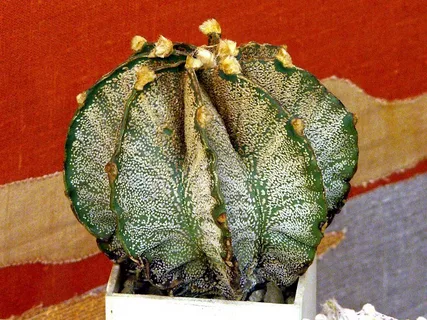 Astrophytum capricorne