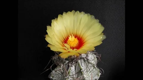 Astrophytum capricorne