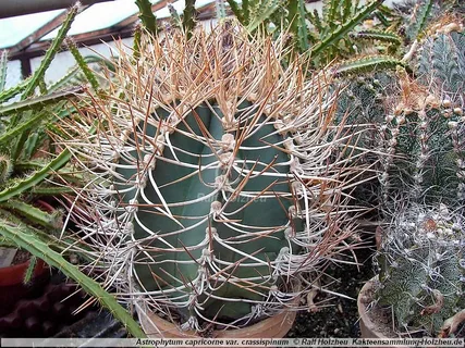 Astrophytum capricorne