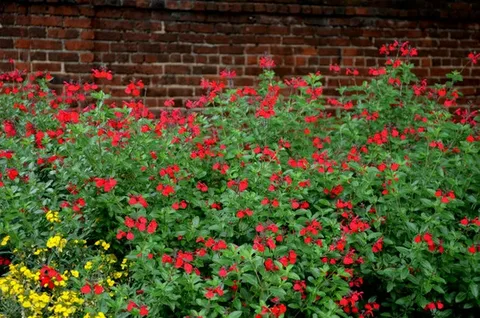 Autumn Sage Plant