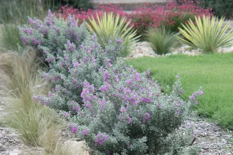 Autumn Sage Plant