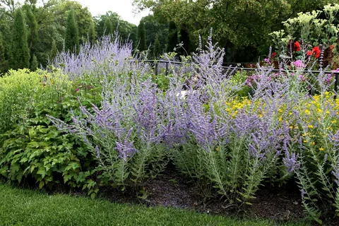 Autumn Sage Plant