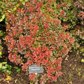 Berberis Bagatelle