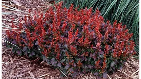 Berberis Bagatelle