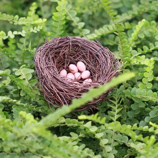 Bird Nest Ferns