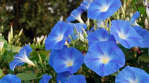 Blue Morning Bloom Flowers