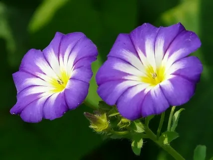 Blue Morning Bloom Flowers