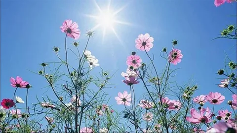 Blue Morning Bloom Flowers