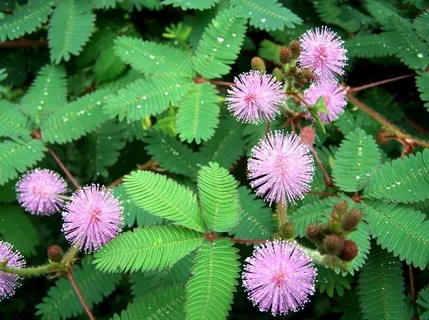 Booby Plant