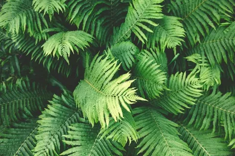 Borneo Fern