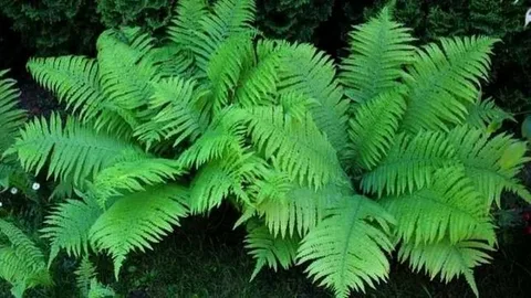 Borneo Fern