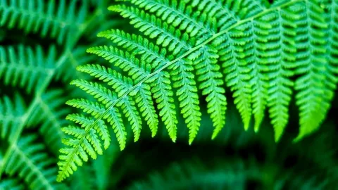 Borneo Fern