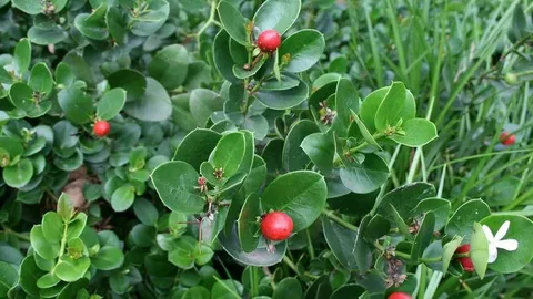 Boxwood Beauty Natal Plum