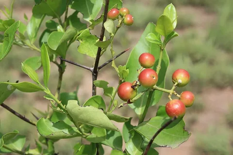 Boxwood Beauty Natal Plum