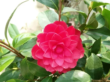 Camellia Buttermint