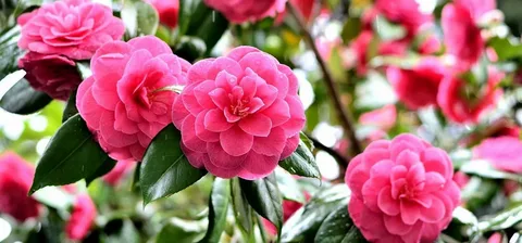 Camellia Buttermint