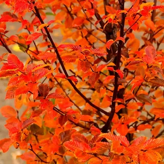 Carpinus Betulus 'Rockhampton Red