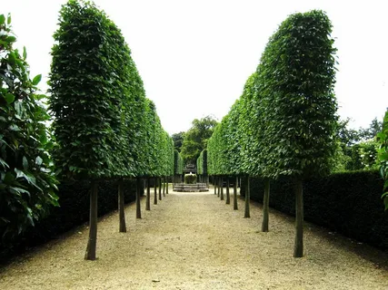 Carpinus Betulus 'Rockhampton Red