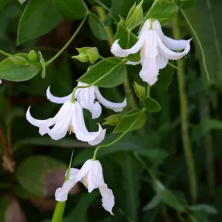 Clematis Alba Luxurians