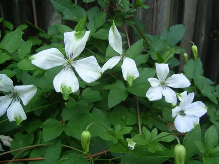 Clematis Alba Luxurians