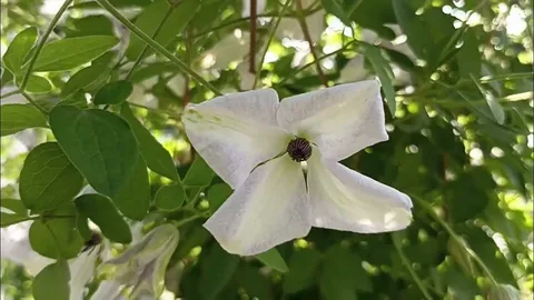 Clematis Alba Luxurians