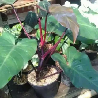 Dark Lord Philodendron