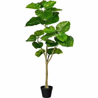 Ficus