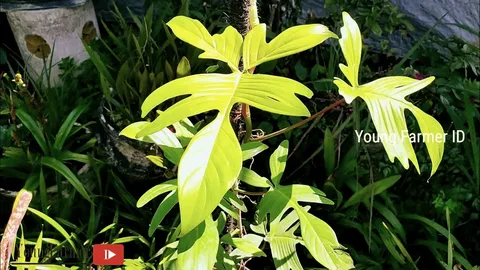 Florida Ghost Philodendron