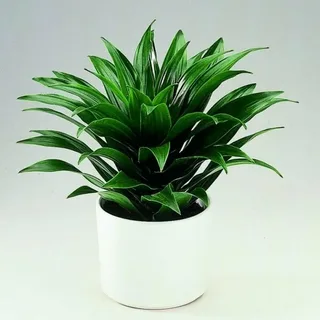 Flower Dracaena