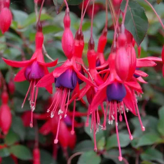 Fuchsia Glazioviana