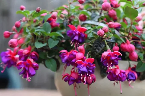 Fuchsia Glazioviana