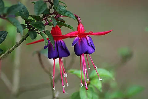 Fuchsia Glazioviana