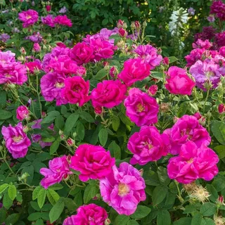 Gallica Roses