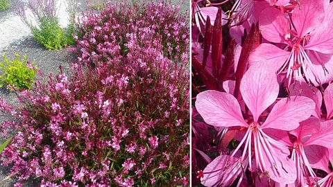 Gaura Whirling Butterfly Plant