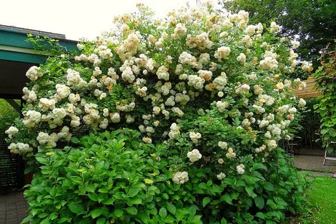 Ghislaine de Féligonde Rose