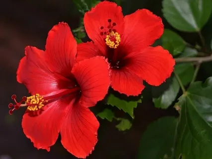 Hibiscus Tosca 