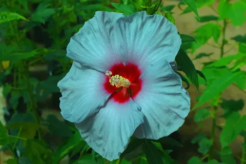 Hibiscus Tosca 