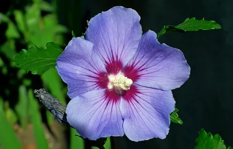 Hibiscus Tosca