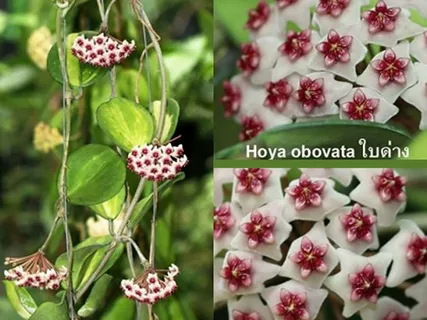 Hoya Obovata