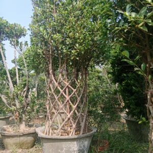 Semi Mature Ficus Plant